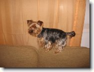 Jorkrsk terier, Yorkshire Terrier,