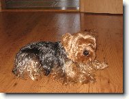 Jorkrsk terier, Yorkshire Terrier,