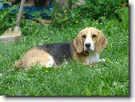 Beagle