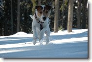 Parson russell terrier \\\\\(Dog standard\\\\\)