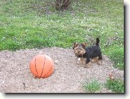 Jorkrsk terier, Yorkshire Terrier,