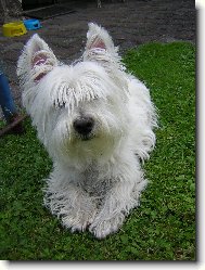 West Highland White Terrier