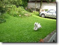 West Highland White Terrier