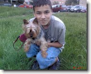 Jorkrsk terier, Yorkshire Terrier,