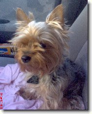 Jorkrsk terier, Yorkshire Terrier,