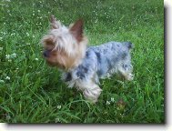 Jorkrsk terier, Yorkshire Terrier,