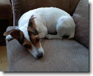 Jack Russell Terrier