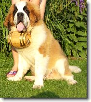 Saint Bernard