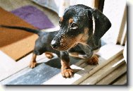 Dachshund