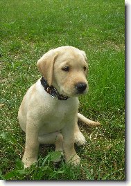 Labrador Retriever