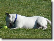 Bull Terrier