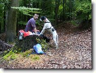 English Pointer