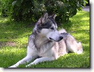 Alaskan malamute \\\\\(Dog standard\\\\\)