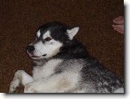 Alaskan malamute \\\\\(Dog standard\\\\\)