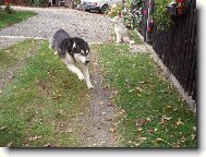 Alaskan Malamute