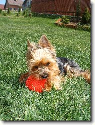 Jorkrsk terier, Yorkshire Terrier,