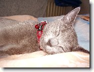 Russian Blue