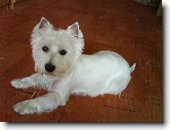 West Highland White Terrier