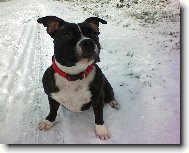 Staffordshire Bullterrier