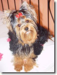 Jorkrsk terier, Yorkshire Terrier,