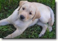 Labrador Retriever