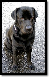 Labrador Retriever