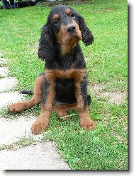 Scotch Setter, Gordon Setter