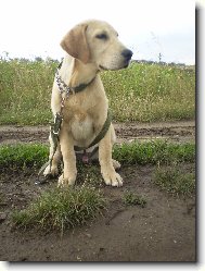 Labrador Retriever