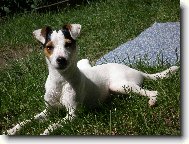 Parson russell terrier \\\\\(Dog standard\\\\\)