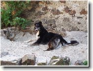 Borzoi  Russian Hunting Sighthound