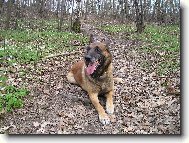 Belgian shepherd malinois \\\\\(Dog standard\\\\\)