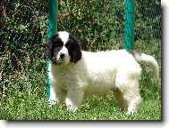 Landseer europisch-kontinentaler Typ, Landseer Continental-European type