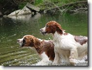 Irish red and white setter \(Dog standard\)