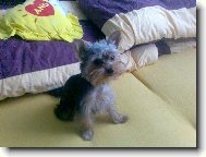 Jorkrsk terier, Yorkshire Terrier,