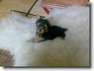 Jorkrsk terier, Yorkshire Terrier,