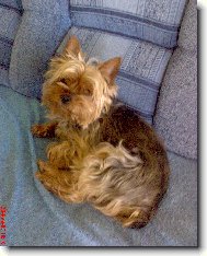 Jorkrsk terier, Yorkshire Terrier,