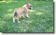 Bull Terrier