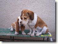 Basset Hound