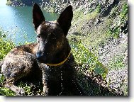 Dutch Shepherd Dog