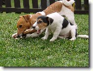 Jack Russell Terrier