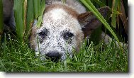 Australian Cattledog