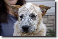 Australian Cattledog