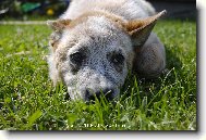 Australian Cattledog