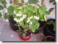 Bougainvillea glabra