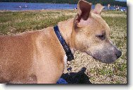 American staffordshire terrier \\\\\(Dog standard\\\\\)