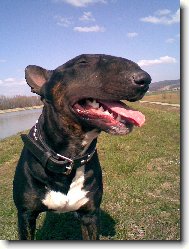 Bull Terrier