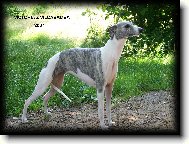 Whippet \(Dog standard\)