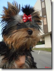 Jorkrsk terier, Yorkshire Terrier,