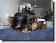 Jorkrsk terier, Yorkshire Terrier,