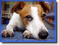 Jack Russell Terrier